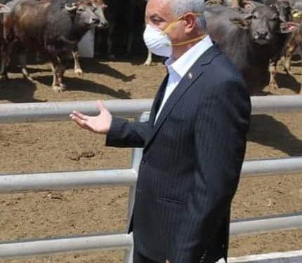 ب85 جنيه لحوم الأضاحي من مزارع جامعة المنوفية