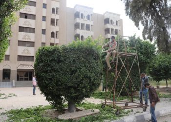 تجميل المدن الجامعية وتهذيب الأشجار والحدائق بجامعة الأزهر
