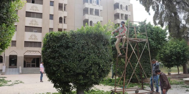 تجميل المدن الجامعية وتهذيب الأشجار والحدائق بجامعة الأزهر