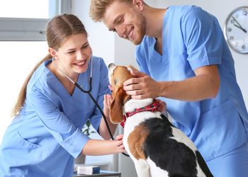 طب بيطري القاهرة تعتمد الجدول النهائي لامتحانات الفصل الدراسي الأول