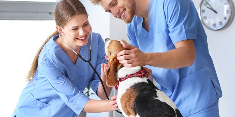 طب بيطري القاهرة تعتمد الجدول النهائي لامتحانات الفصل الدراسي الأول