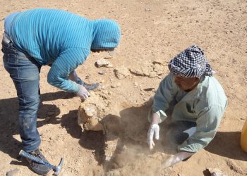 اكتشاف أكبر سلحفاة بحرية عمرها 70 مليون سنة في الصحراء الغربية لأول مرة