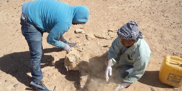 اكتشاف أكبر سلحفاة بحرية عمرها 70 مليون سنة في الصحراء الغربية لأول مرة