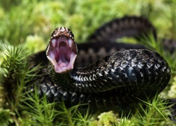 اكتشاف العلماء الروس لمكون من سم الأفعى يحارب فيروس كورونا