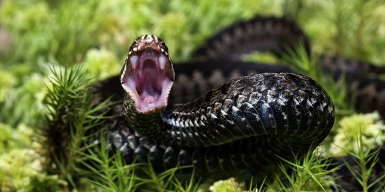 اكتشاف العلماء الروس لمكون من سم الأفعى يحارب فيروس كورونا