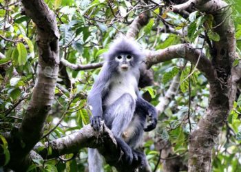 مفاجآت عام 2021.. علماء يكتشفون 500 نوع جديد من الحيوانات والنباتات خلال 2020