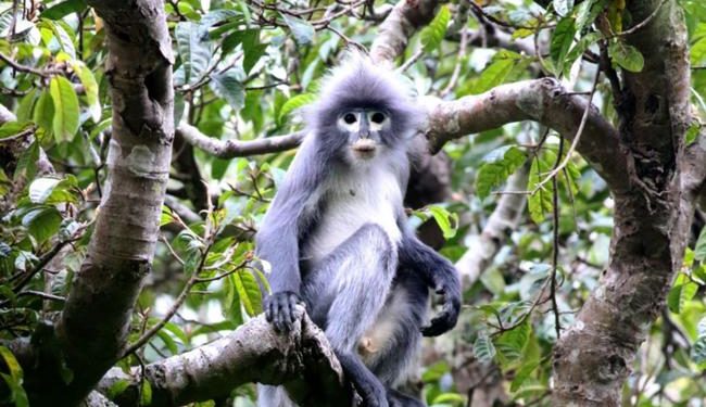 مفاجآت عام 2021.. علماء يكتشفون 500 نوع جديد من الحيوانات والنباتات خلال 2020