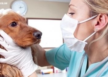 تفاصيل مشروع إضافة سنة امتياز لطلاب طب بيطري بالجامعات 