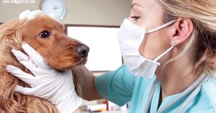 تفاصيل مشروع إضافة سنة امتياز لطلاب طب بيطري بالجامعات 