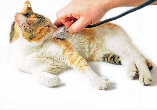 نقابة الطب البيطري: قرار اضافة سنة امتياز في التوقيت الصحيح