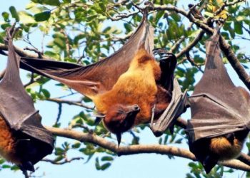 فيروس نيباه