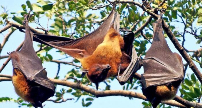 فيروس نيباه