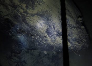 دراسة جديدة تكشف وجود مخلوقات بحرية تحت القارة القطبية الجنوبية