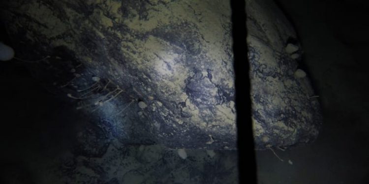 دراسة جديدة تكشف وجود مخلوقات بحرية تحت القارة القطبية الجنوبية