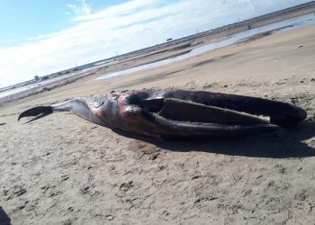 تفاصيل دفن أنثى الحوت النافقة في مزرعة غليون|صور