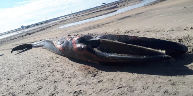 تفاصيل دفن أنثى الحوت النافقة في مزرعة غليون|صور