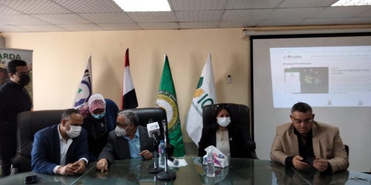 رئيس مركز البحوث الزراعية: نستهدف زراعة حقل ارشادي لكل 1000 فدان قمح