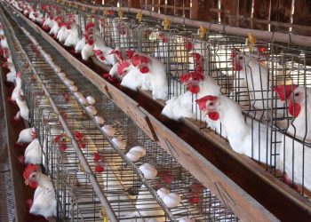 مدير مركز الدراسات الاجتماعية: استهلاك 60 الف طن دواجن في العشرة أيام الأولى من رمضان 