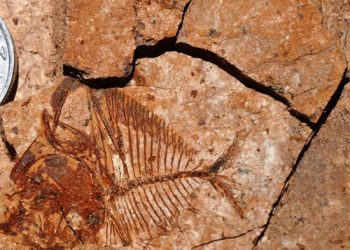 جامعة المنصورة تقود فريق بحثي دولي للتنقيب عن الحفريات في الصحراء الشرقية