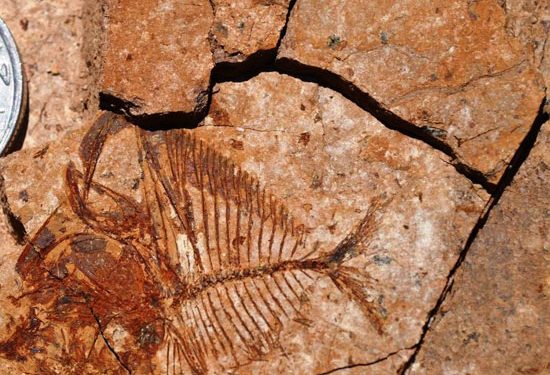 جامعة المنصورة تقود فريق بحثي دولي للتنقيب عن الحفريات في الصحراء الشرقية