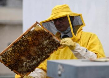 اعتمادًا على النحل.. هولندا تبتكر طريقة جديدة لاكتشاف كورونا