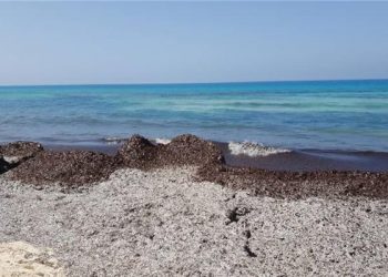 رئة البحر المتوسط.. ما هي نباتات "البوسيدونيا" التي ظهرت بأحد شواطئ الساحل الشمالي؟