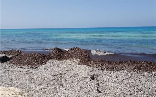 رئة البحر المتوسط.. ما هي نباتات "البوسيدونيا" التي ظهرت بأحد شواطئ الساحل الشمالي؟