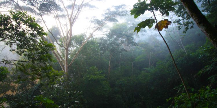 دراسة علمية تكشف أخبارًا صادمة عن رئة الأرض