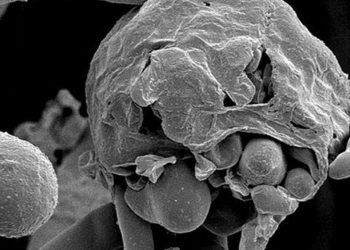 بعد الفطر الأسود.. عدوى "الفطر الأبيض" تهدد العالم