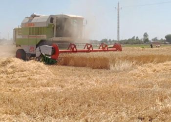 بدء موسم حصاد الذهب الأصفر بكلية التكنولوجيا والتنمية جامعة الزقازيق