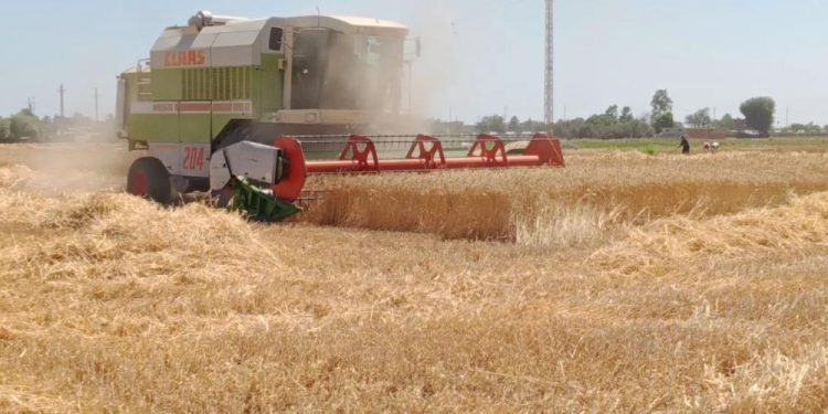 بدء موسم حصاد الذهب الأصفر بكلية التكنولوجيا والتنمية جامعة الزقازيق