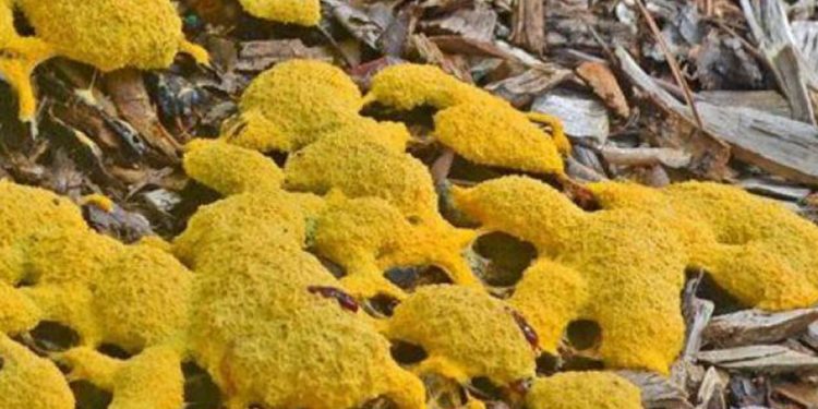 الفطر الأصفر.. تحذيرات جديدة بعد ظهوره في الهند