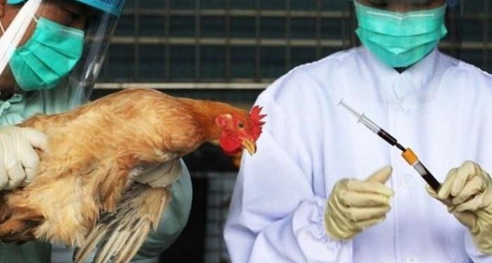 أزمة جديدة.. الصين تسجل أول إصابة بشرية بسلالة "إتش 10 إن 3" من إنفلونزا الطيور