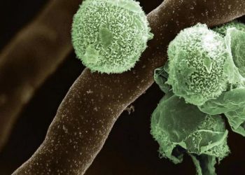 "وما خفي كان أعظم".. تفاصيل تسجيل أول إصابة بالفطر الأخضر في الهند