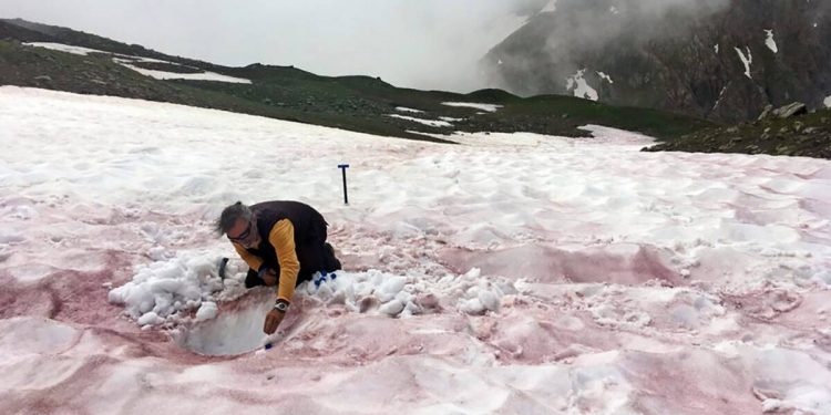 بسبب ظاهرة "الجليد الأحمر".. العلماء يحذرون من العواقب طويلة المدى