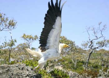 لأول مرة منذ 150 عام.. بريطانيا ترصد نسر مصري نادر في سمائها