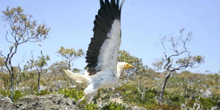 لأول مرة منذ 150 عام.. بريطانيا ترصد نسر مصري نادر في سمائها