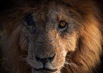 الأسد المحارب.. "سكارفيس" يودع العالم