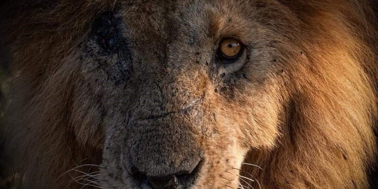 الأسد المحارب.. "سكارفيس" يودع العالم