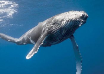 تميل إلى العزلة كلما تقدم بها العمر.. دراسة تكشف حقائق مثيرة عن الحيتان