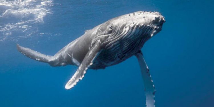 تميل إلى العزلة كلما تقدم بها العمر.. دراسة تكشف حقائق مثيرة عن الحيتان