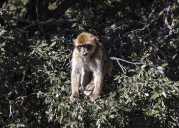 بعد تسجيل الصين لأول حالة وفاة بشرية في العالم.. ما هو الفيروس القردي؟