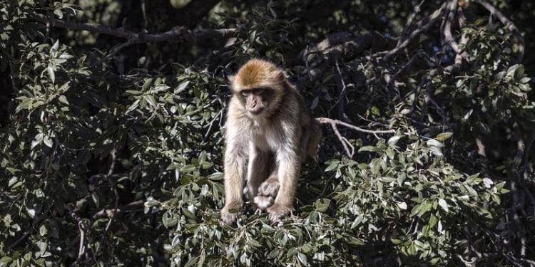 بعد تسجيل الصين لأول حالة وفاة بشرية في العالم.. ما هو الفيروس القردي؟