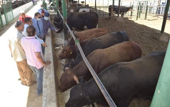 جامعة سوهاج تعلن توافر أضاحي العيد لبيعها للجمهور