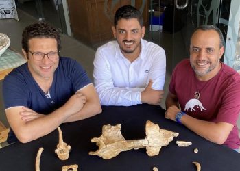 بالتعاون بين وزارتى التعليم العالى والبيئة: اكتشاف حوت برمائي عاش في مصر قبل 43 مليون عام