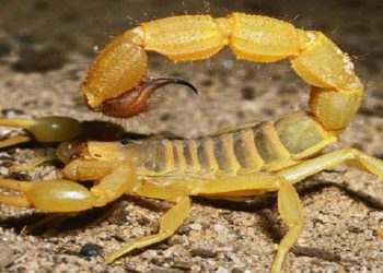 صحة أسوان: إصابة 450 حالة بلدغات العقارب بسبب الطقس السيئ