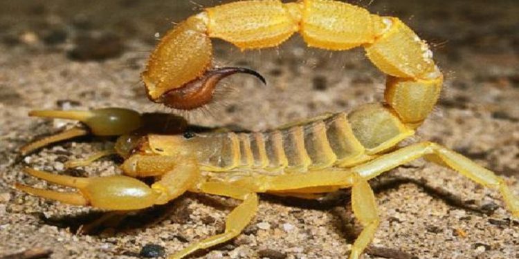 صحة أسوان: إصابة 450 حالة بلدغات العقارب بسبب الطقس السيئ