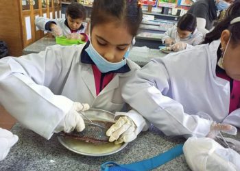 لتلاميذ رابعة ابتدائي.. حصة تشريح السمكة عملي «صور»
