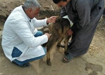 جامعة الزقازيق توجه قافلة بيطرية لمركز أبو كبير