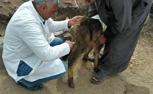 جامعة الزقازيق توجه قافلة بيطرية لمركز أبو كبير